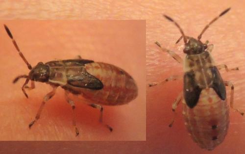 Arocatus roeselii